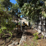 Overgrown trees and dense shrubs near a home in a California fire-risk zone