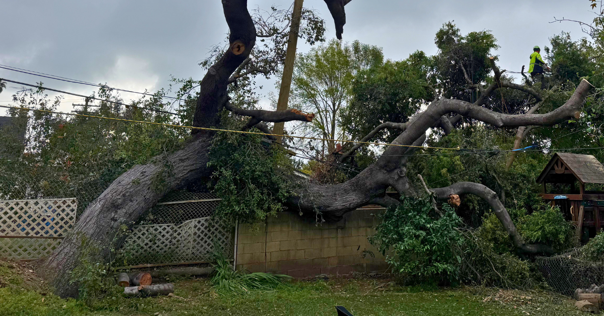 24/7 Emergency Tree Service in La Verne, CA