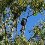 Overgrown trees and dense brush near a California home in a fire-prone area