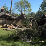 Fast and Safe Fallen Tree Removal for Foothill Properties