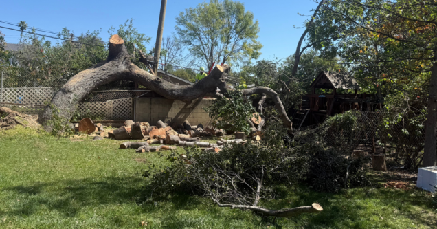 After the Storm: Fast and Safe Fallen Tree Removal for Foothill Properties