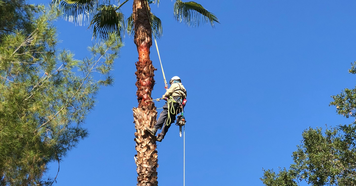 Palm Specialist in La Verne & Nearby