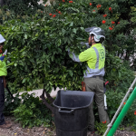 Pesticide Application