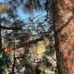 Santa Ana Wind Tree Prep Guide | La Verne California