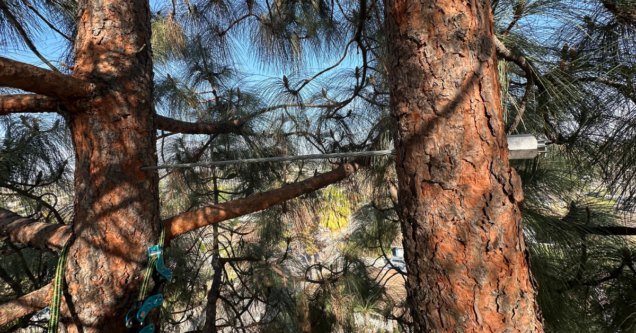 The Santa Ana Survival Guide: How to Prep Your Trees Before the Fall Winds Hit La Verne