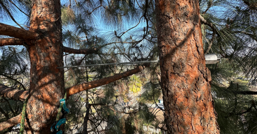 Santa Ana Wind Tree Prep Guide | La Verne California