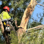 Tree Removal