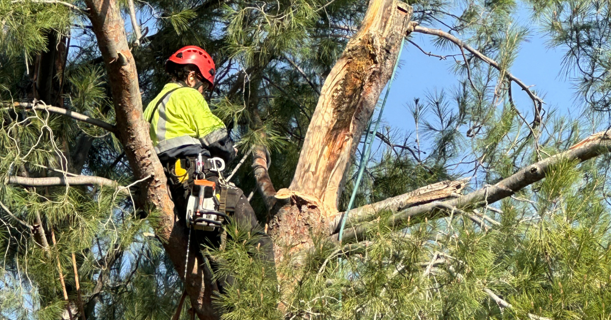 Tree Removal in La Verne, CA