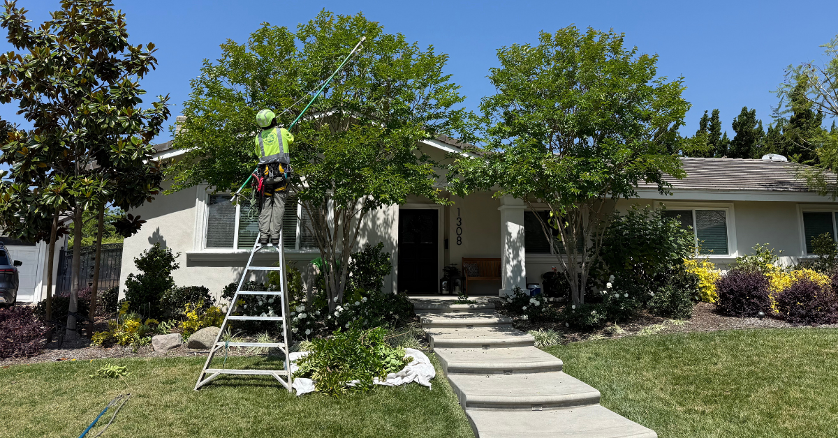 Tree Trimming & Pruning in La Verne, CA