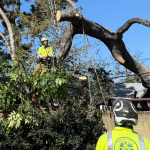 What to Do Immediately if a Large Tree Falls Across Your California Property Line