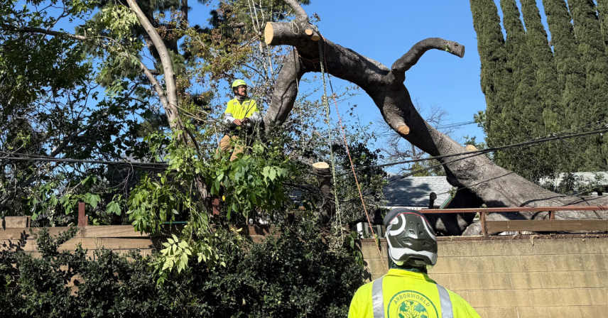 What to Do Immediately if a Large Tree Falls Across Your California Property Line