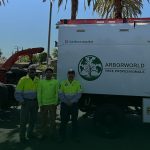 ISA Certified Arborist pruning a mature Coast Live Oak in California to improve tree health and reduce structural risk