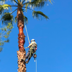 palm specialist