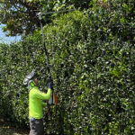 Shrub Removal & Trimming