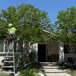 tree trimming and pruning