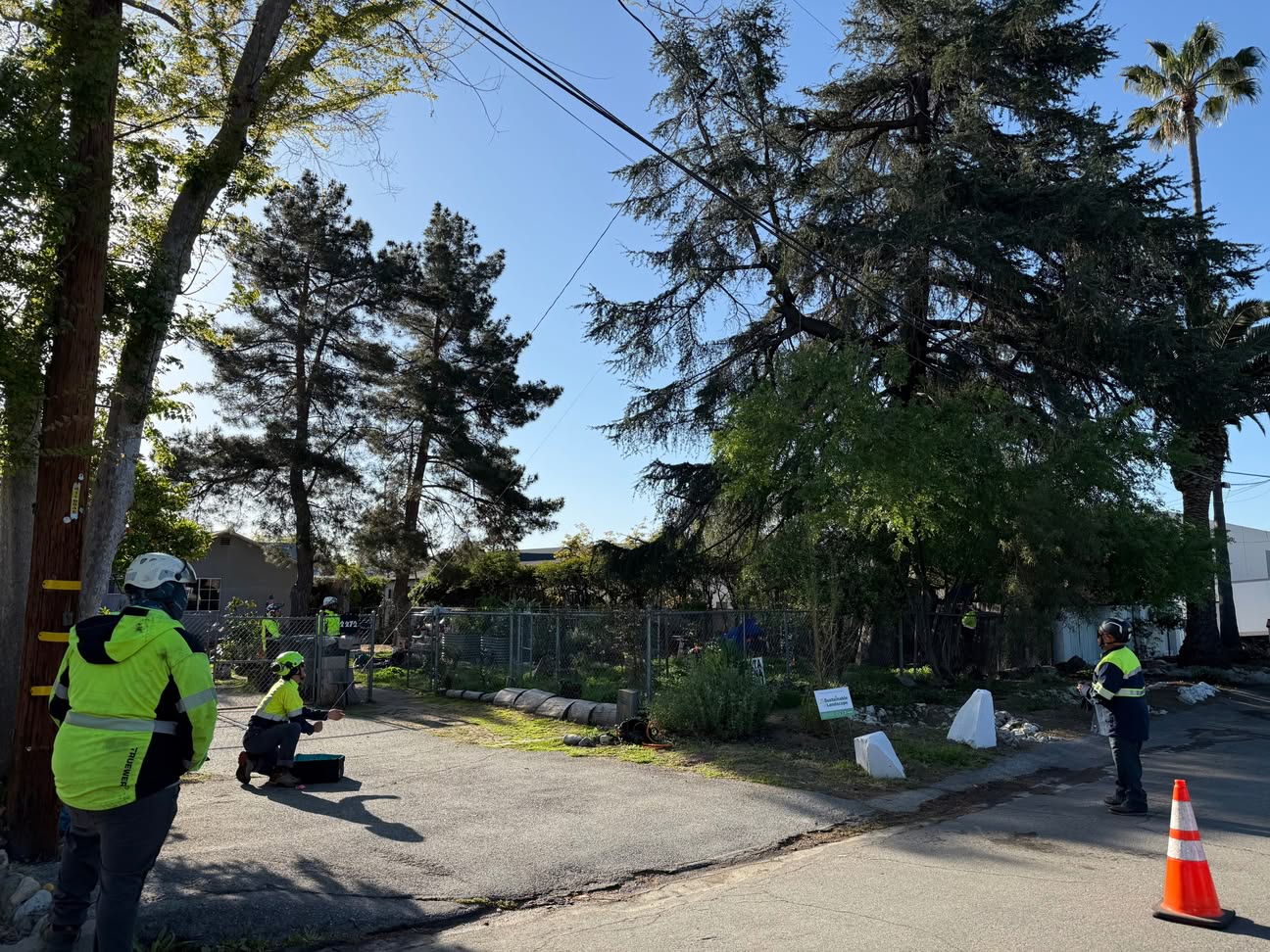 professional tree service and removal in san dimas ca