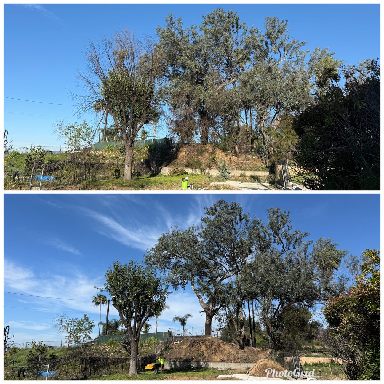 Tree Trimming and Professional Pruning in monrovia ca
