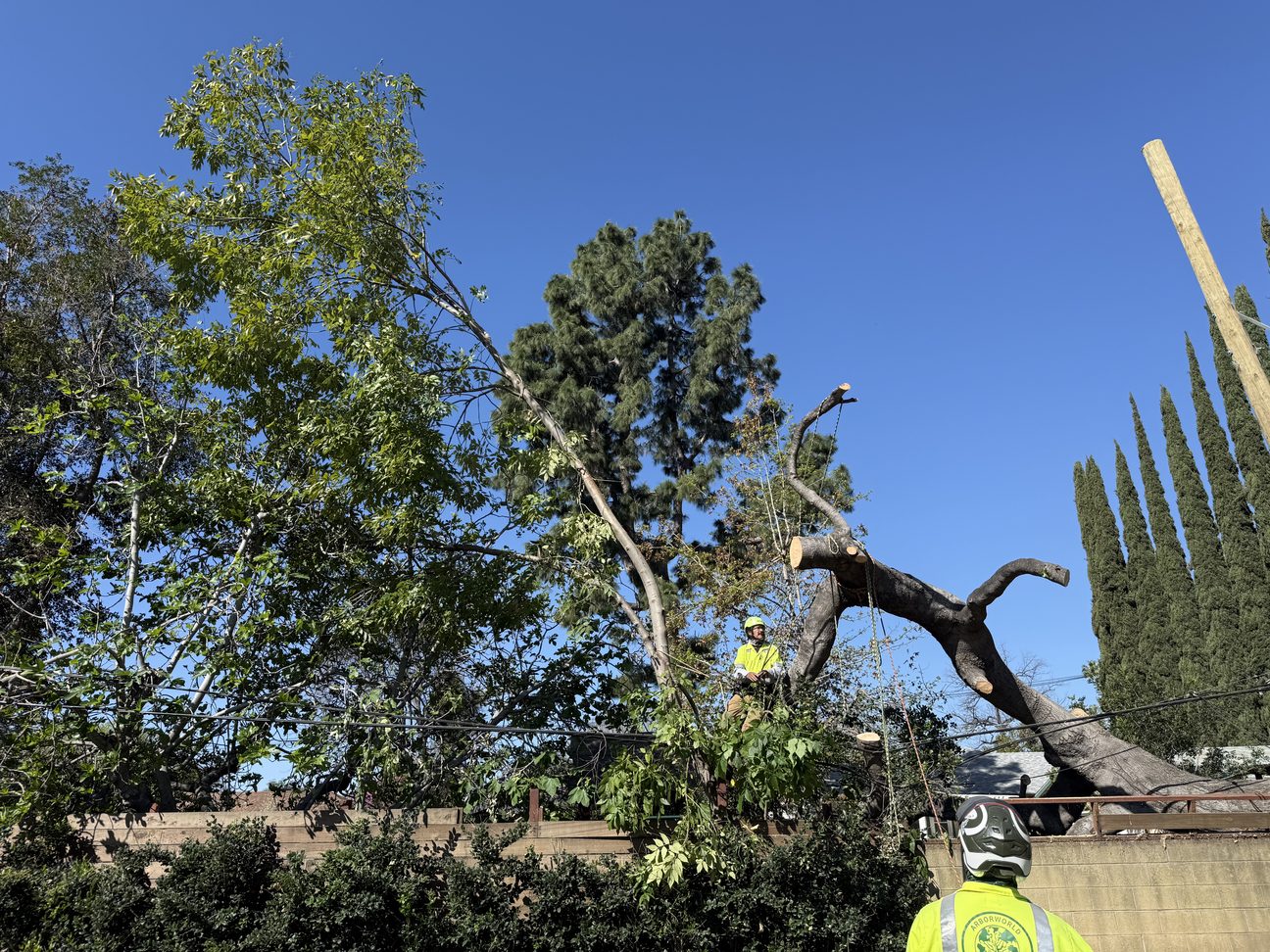 tree service in Covina CA by ArborWorld